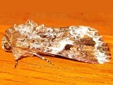 Spodoptera mauritia